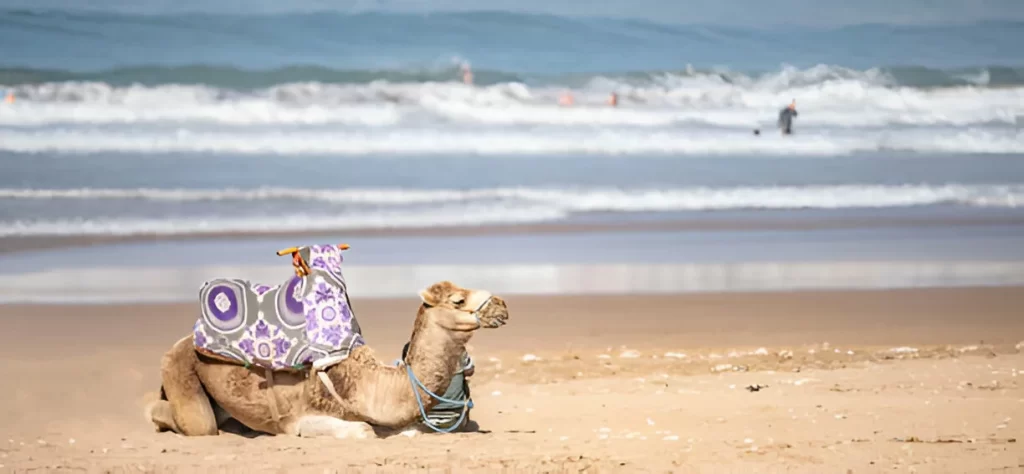 camelo na praia de taghazout