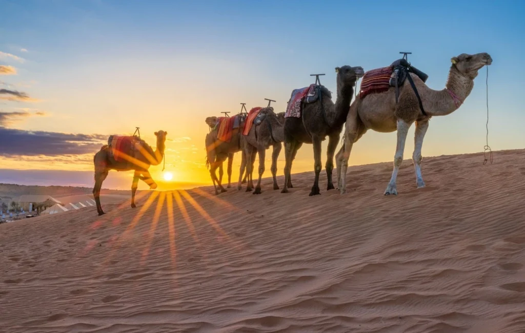 Dunas de Merzouga ao pôr do sol, deserto do Saara